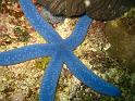 Etoile bleue - Linkia laevigata